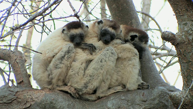 三只Verreaux Sifakas (Propithecus verreauxi)睡在树枝上，Berenty私人保护区，Toliara省，马达加斯加视频素材