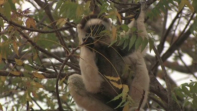 马达加斯加Toliara省Berenty私人保护区，Verreaux的Sifaka (Propithecus verreauxi)在树上吃树叶视频素材