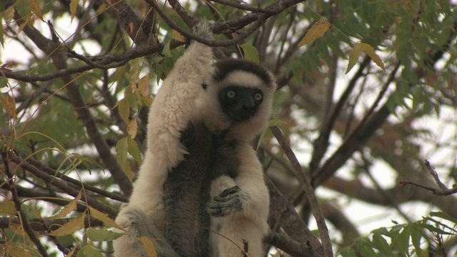 Verreaux的Sifaka (Propithecus verreauxi)坐在树上，Berenty私人保护区，Toliara省，马达加斯加视频素材