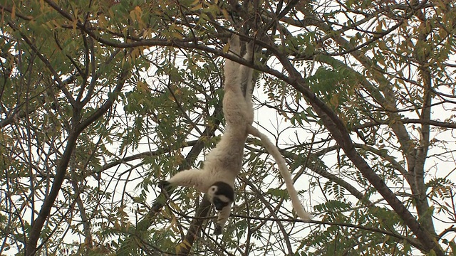 Verreaux的Sifaka (Propithecus verreauxi)悬挂在树枝上吃树叶，Berenty私人保护区，Toliara省，马达加斯加视频素材