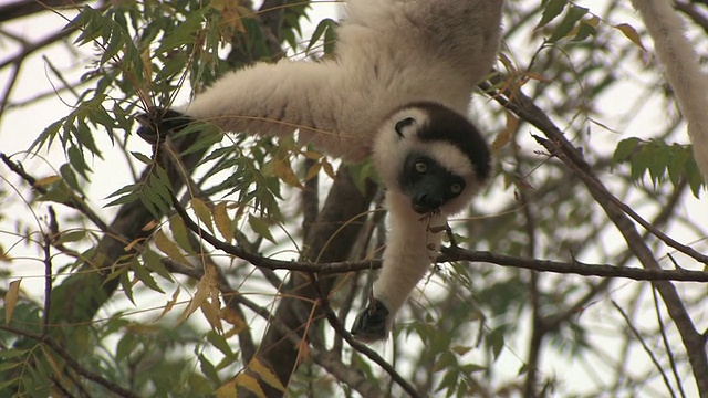 CU, Verreaux的Sifaka (Propithecus verreauxi)悬挂在树枝上吃树叶，Berenty私人保护区，Toliara省，马达加斯加视频素材