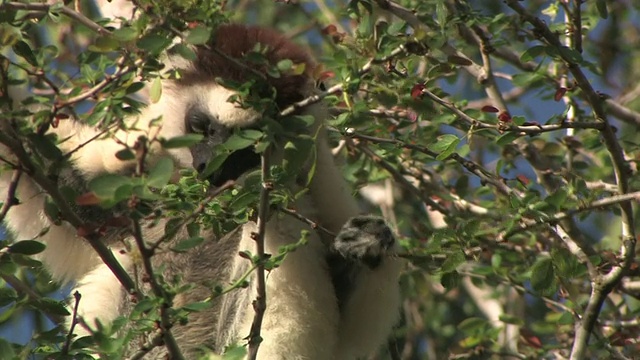 CU, Verreaux的Sifaka (Propithecus verreauxi)在树上吃树叶，Berenty私人保护区，Toliara省，马达加斯加视频素材