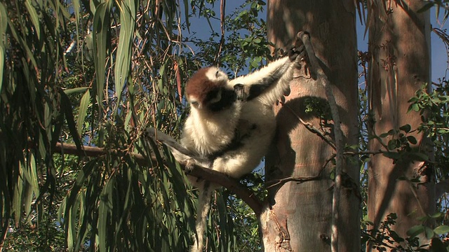 Verreaux的Sifaka (Propithecus verreauxi)梳理自己和跳在树上，Berenty私人保护区，Toliara省，马达加斯加视频素材