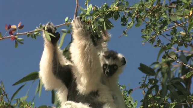 在马达加斯加托利亚拉省的Berenty私人保护区，Verreaux的Sifaka (Propithecus verreauxi)和它的宝宝在树上吃树叶视频素材