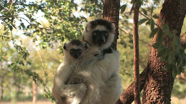 CU, Verreaux的Sifaka (Propithecus verreauxi)和婴儿坐在树上，Berenty私人保护区，Toliara省，马达加斯加视频素材