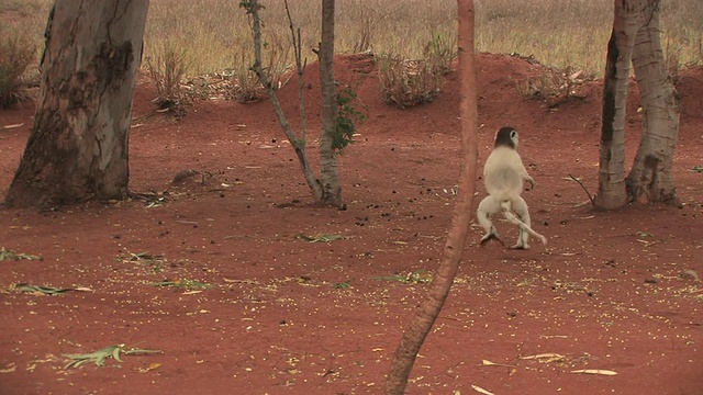 WS, PAN, Verreaux的Sifaka (Propithecus verreauxi)在地上跳，Berenty私人保护区，Toliara省，马达加斯加视频素材