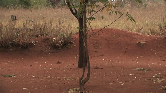 WS, PAN, Verreaux的Sifaka (Propithecus verreauxi)带着宝宝在地上跳来跳去，在树上跳来跳去，Berenty私人保护区，Toliara省，马达加斯加视频素材