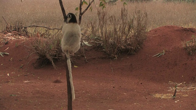 MS, PAN, Verreaux的Sifaka (Propithecus verreauxi)在地上跳上跳下，Berenty私人保护区，Toliara省，马达加斯加视频素材