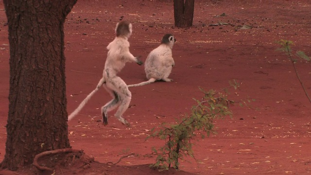 MS, TS，两只Verreaux Sifakas (Propithecus verreauxi)在地上跳跃，Berenty私人保护区，Toliara省，马达加斯加视频素材