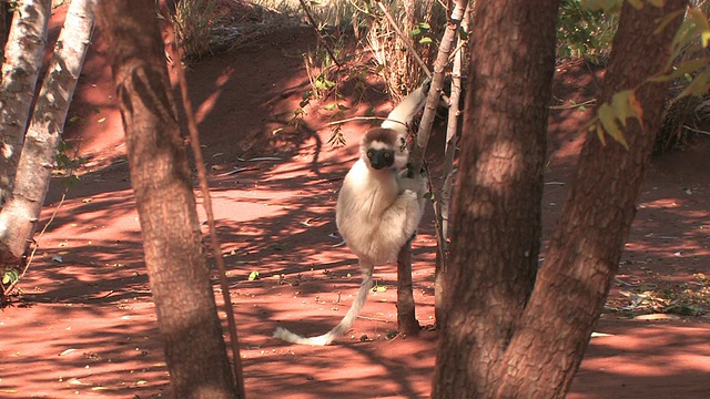 Verreaux的Sifaka (Propithecus verreauxi)从树上跳下，Berenty私人保护区，Toliara省，马达加斯加视频素材