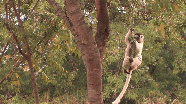 MS, TS, Verreaux的Sifaka (Propithecus verreauxi)从一棵树跳到另一棵树，Berenty私人保护区，Toliara省，马达加斯加视频素材