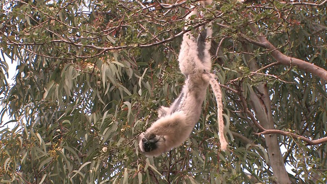 Verreaux的Sifaka (Propithecus verreauxi)挂在树上吃树叶，Berenty私人保护区，Toliara省，马达加斯加视频素材