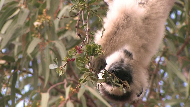 CU, Verreaux的Sifaka (Propithecus verreauxi)挂在树上吃树叶，Berenty私人保护区，Toliara省，马达加斯加视频素材