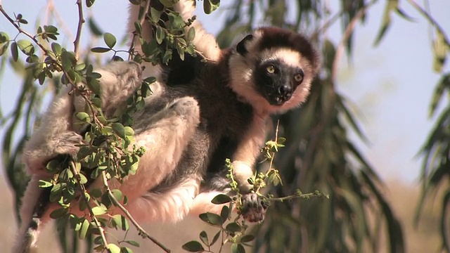 CU, Verreaux的Sifaka (Propithecus verreauxi)挂在树上吃树叶，Berenty私人保护区，Toliara省，马达加斯加视频素材