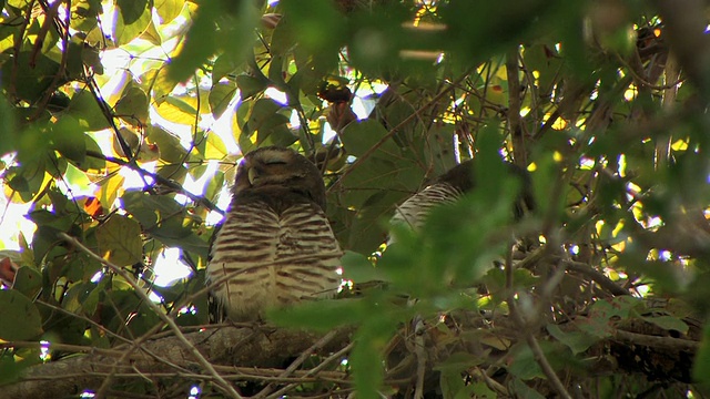 两只白眉鹰鸮(Ninox superciliaris)在多叶树上，Berenty私人保护区，Toliara省，马达加斯加视频素材