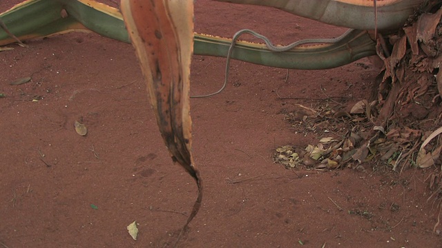 蛇(Liopholidophis sp.)滑过沙地，进入世纪植物或龙舌兰，Taolanaro, Toliara省，马达加斯加视频素材