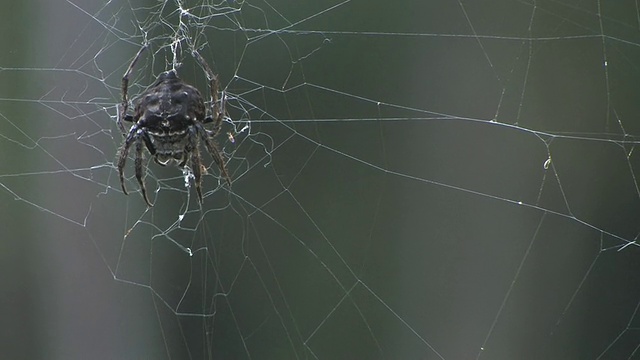 CU, Spider (Caerostris sp.)在web上，Taolanaro, Toliara省份，马达加斯加视频素材