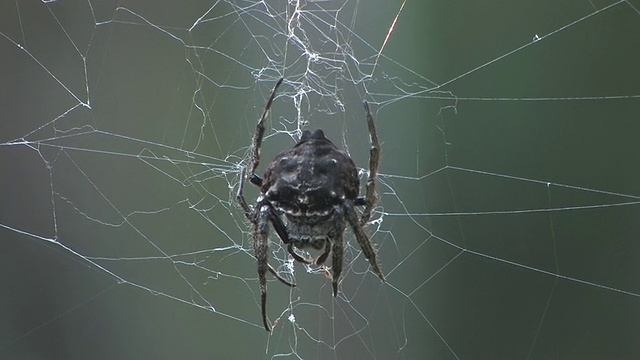 CU, Spider (Caerostris sp.)在web上，Taolanaro, Toliara省份，马达加斯加视频素材