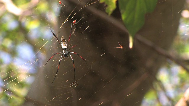 马达加斯加圆织网蜘蛛(Nephila inaurata马达加斯加圆织网蜘蛛)，Taolanaro, Toliara省，马达加斯加视频素材