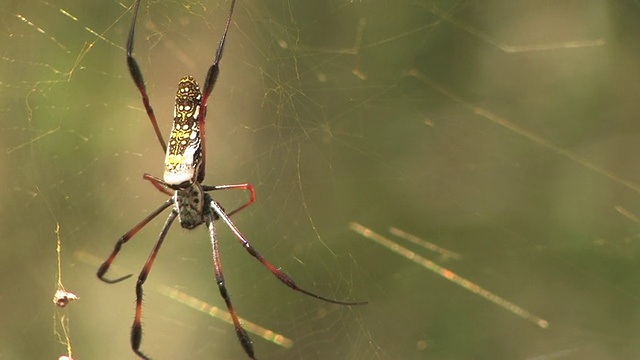 马达加斯加圆织网蜘蛛(Nephila inaurata马达加斯加圆织网蜘蛛)，Taolanaro, Toliara省，马达加斯加视频素材