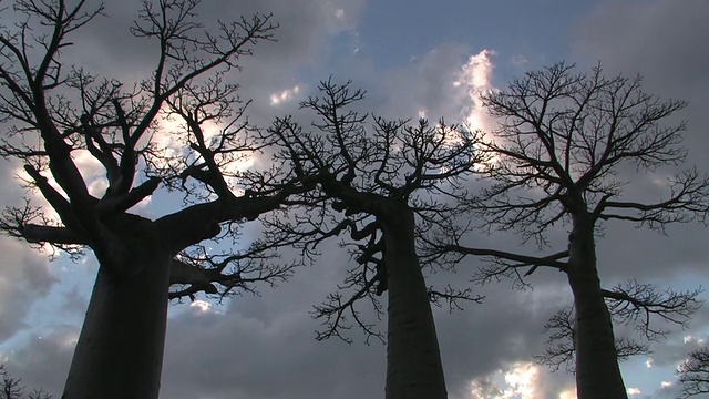 T/L, MS, LA，三棵猴面包树(Adansonia sp.)对着多云的天空，Berenty私人保护区，Toliara省，马达加斯加视频素材