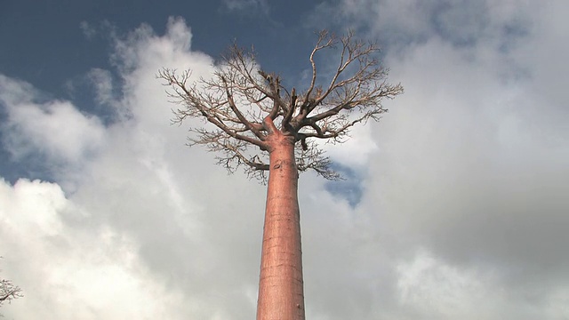 T/L, MS, LA, Lone猴面包树(Adansonia sp.)，多云的天空，Berenty私人保护区，Toliara省，马达加斯加视频素材