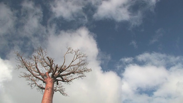 T/L, MS, LA，猴面包树顶(Adansonia sp.)对多云的天空，Berenty私人保护区，Toliara省，马达加斯加视频素材