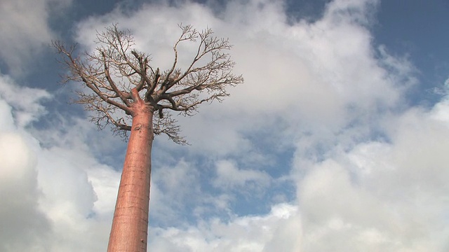 T/L, MS, LA, Lone猴面包树(Adansonia sp.)，多云的天空，Berenty私人保护区，Toliara省，马达加斯加视频素材