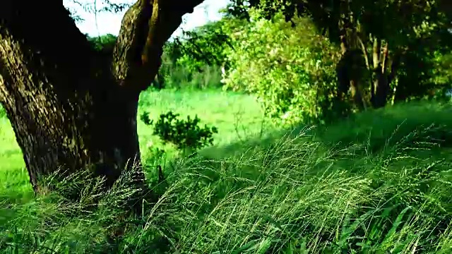 树和草地视频素材