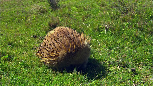 MS, HA, SHAKY, Echidna (Tachyglossus aculeatus)，在草地上寻找昆虫，Kingscote，袋鼠岛，澳大利亚视频素材