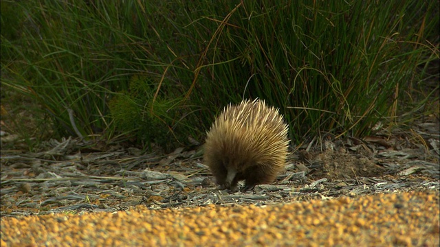 MS, PAN，针鼹(Tachyglossus aculeatus)沿着砾石小径行走，Kingscote，袋鼠岛，澳大利亚视频素材