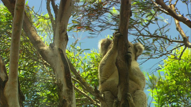 洛杉矶，TU, CU，考拉(Phascolarctos cinereus)爬上桉树，澳大利亚视频素材