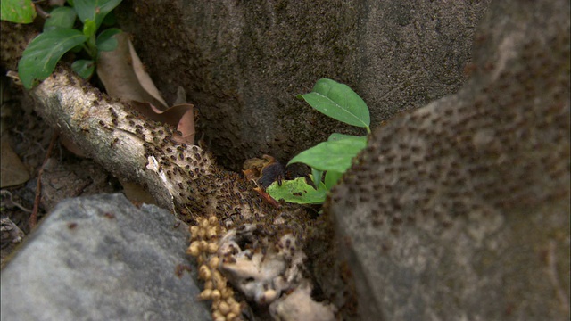 CU, SELECTIVE FOCUS，蚂蚁在岩石上爬行，中国，香港视频素材