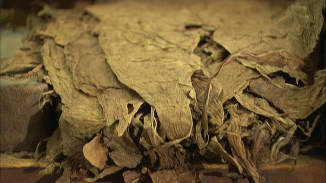 古巴哈瓦那，一堆雪茄在干烟叶上视频素材