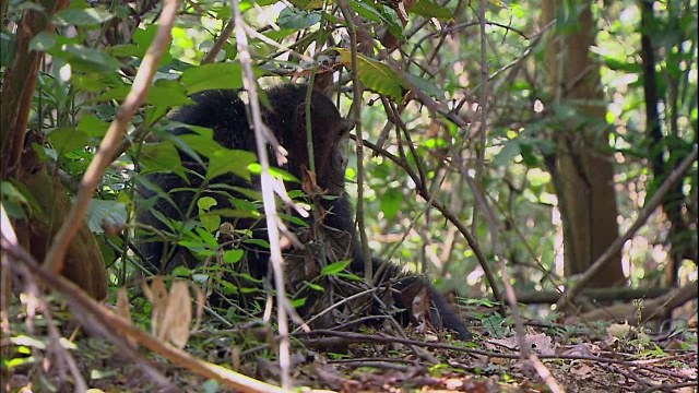 坦桑尼亚曼亚拉国家公园(著名的研究黑猩猩的地方)里的一只雄性黑猩猩视频素材