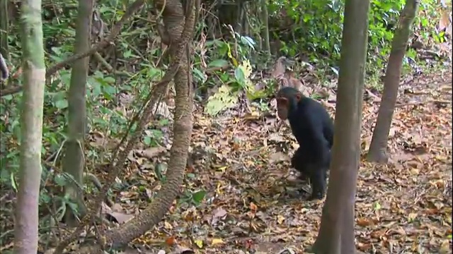 在坦桑尼亚的Manyara国家公园(著名的研究黑猩猩的地方)，一只小黑猩猩在嬉戏视频素材