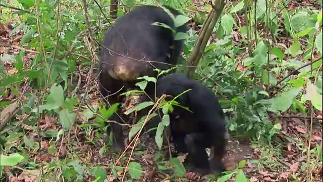 在坦桑尼亚的曼雅拉国家公园(著名的研究黑猩猩的地方)，一只成年雄性黑猩猩和一只小雄性黑猩猩在玩耍视频素材