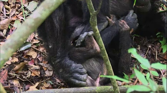 在坦桑尼亚的曼雅拉国家公园(著名的研究黑猩猩的地方)，一只成年雄性黑猩猩和一只小雄性黑猩猩在玩耍视频素材