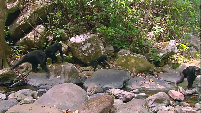 在坦桑尼亚的曼亚拉国家公园(著名的研究黑猩猩的地方)，雄性黑猩猩沿着丛林中的山谷行走视频素材