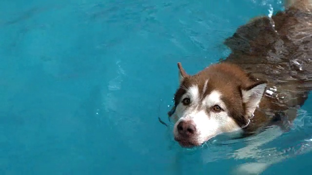 狗在游泳池游泳视频素材