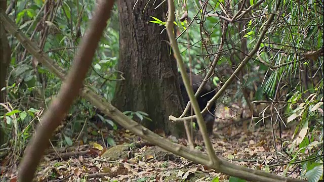 在坦桑尼亚的曼亚拉国家公园(著名的研究黑猩猩的地方)中漫步的雄性黑猩猩视频素材