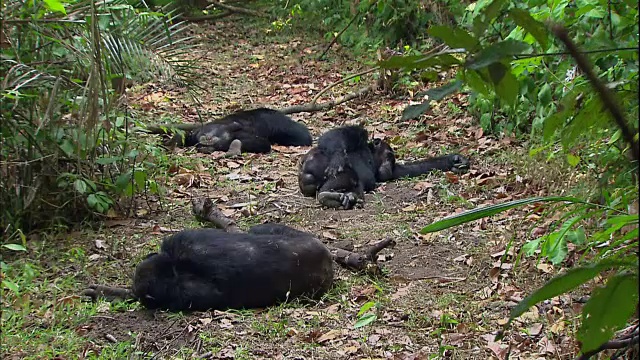 在坦桑尼亚曼亚拉国家公园(著名的研究黑猩猩的地方)休息的雄性黑猩猩视频素材