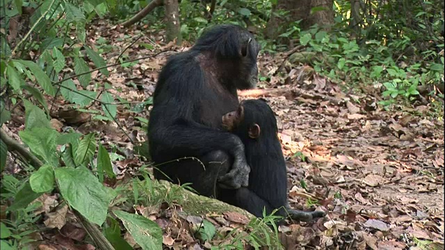 坦桑尼亚曼亚拉国家公园(著名的研究黑猩猩的地方)里的一只小黑猩猩视频素材