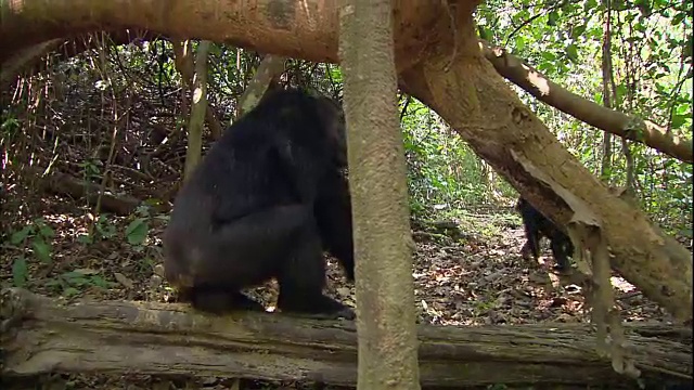 坦桑尼亚曼亚拉国家公园(著名的研究黑猩猩的地方)里的一只雄性黑猩猩视频素材