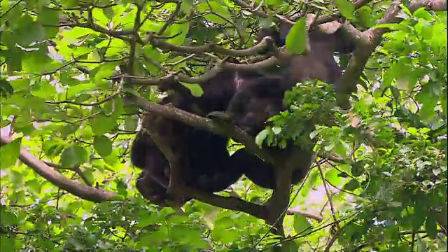 在坦桑尼亚的Manyara国家公园(著名的研究黑猩猩的地方)，雄性黑猩猩正在吃他们的游戏视频素材