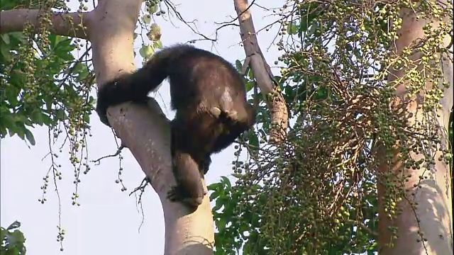 在坦桑尼亚的Manyara国家公园(著名的研究黑猩猩的地方)，一只黑猩猩从树上爬下来视频素材