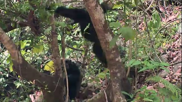 坦桑尼亚曼亚拉国家公园(著名的研究黑猩猩的地方)中的黑猩猩视频素材