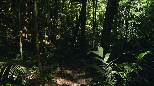 SLO MO, WS，两个人穿过森林，Manaus，巴西视频素材