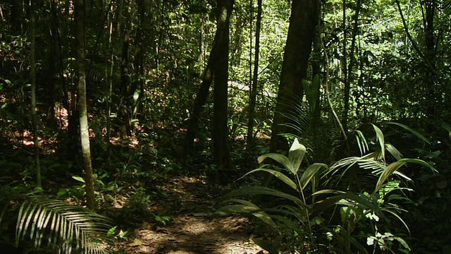 两个男人和女人跑过森林，Manaus，巴西视频素材