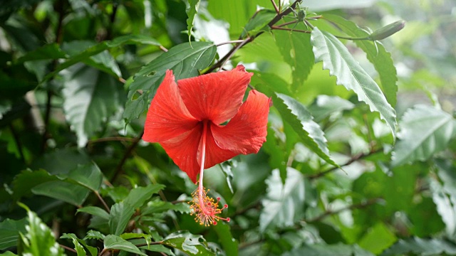 红色的芙蓉花视频素材